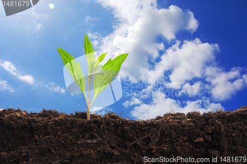 Image of growth concept
