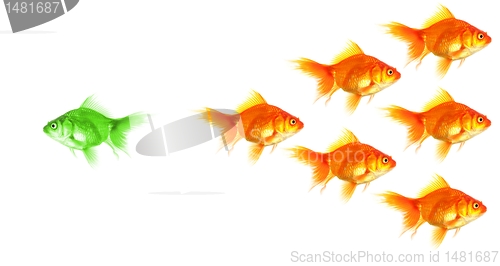 Image of individual goldfish