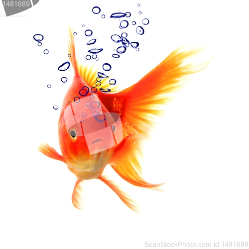 Image of goldfish and bubbles