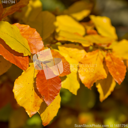 Image of autumn foliage