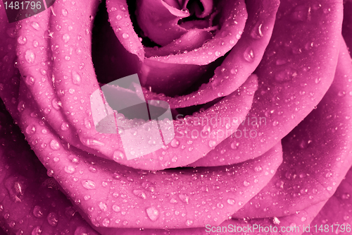 Image of pink rose