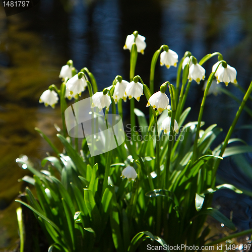 Image of snowflake