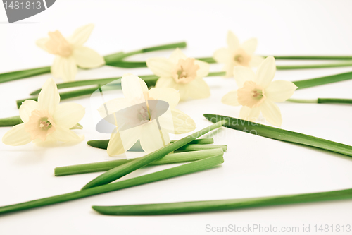 Image of daffodils background