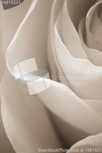Image of white rose macro