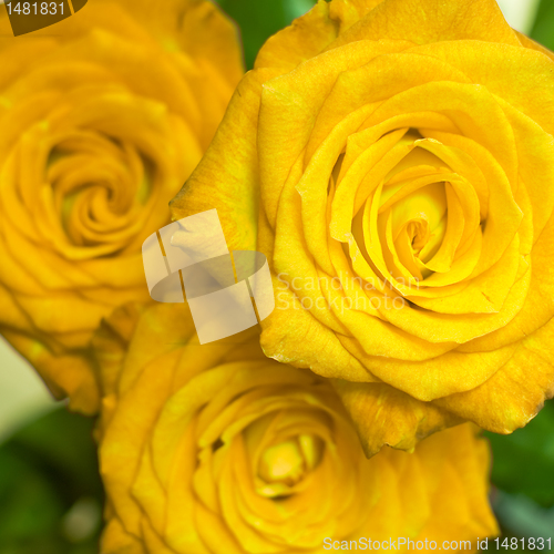 Image of rose bouquet