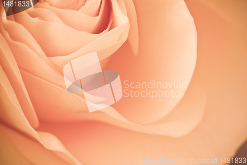 Image of orange rose macro
