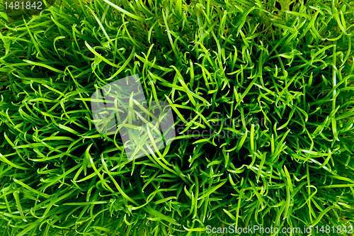 Image of green grass