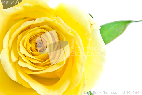 Image of yellow rose petal