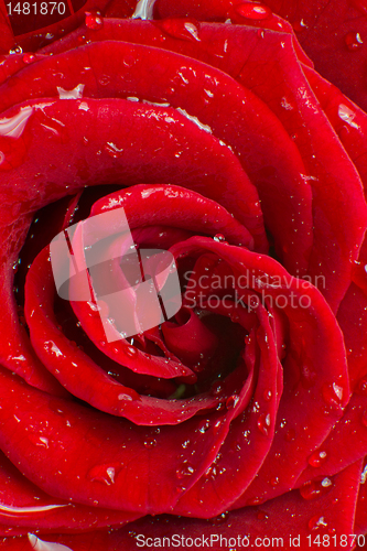 Image of red rose