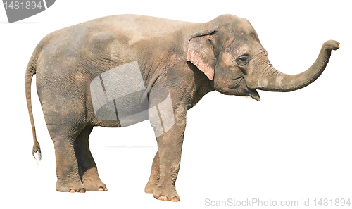 Image of Baby Elephant 