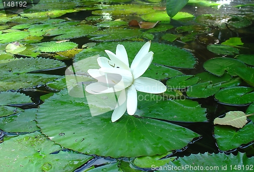 Image of white flower