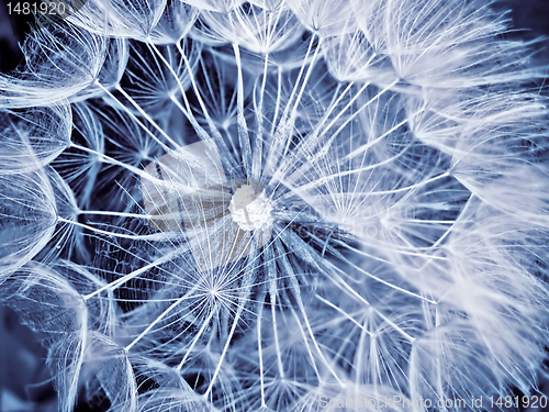 Image of giant dandelion