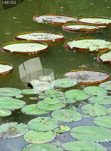 Image of Green leaves