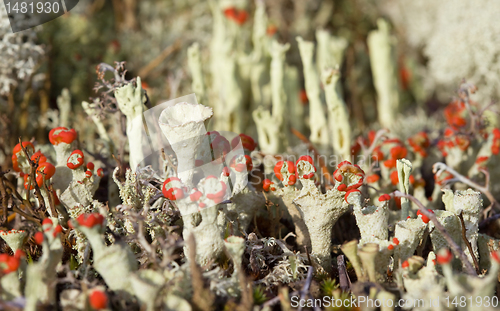 Image of The rare phenomenon of nature. flowering moss