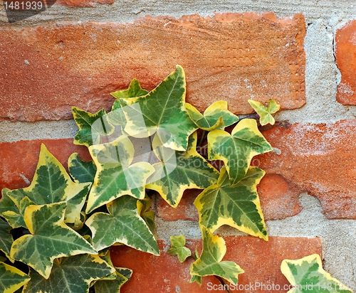 Image of Ivy on brick wall