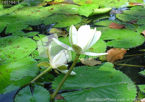 Image of white flowers