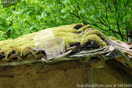 Image of Moss on tiled roof