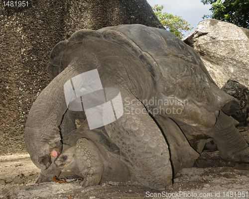 Image of  Giant tortoise mating