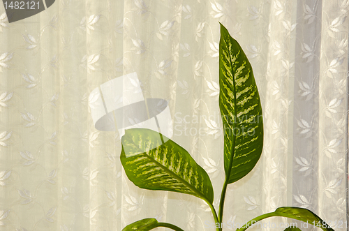 Image of Home plant leaves on background of white curtain.