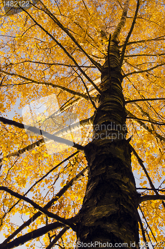 Image of Birch tree trunk and branches with autumn leaves.