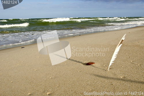 Image of Quill planted into coastal sea sand and its shadow