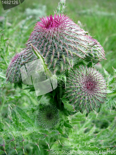 Image of thistle