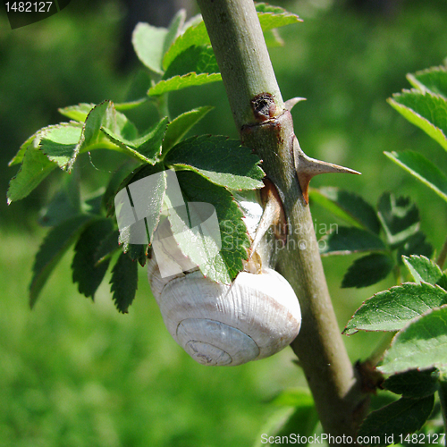 Image of snail on a dog-rose