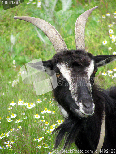 Image of    goat