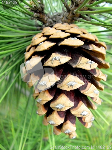Image of cone