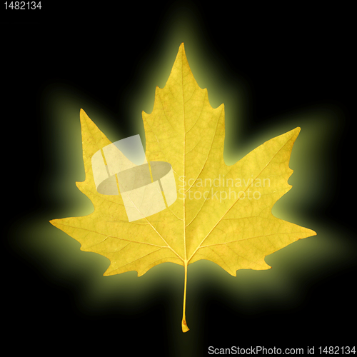 Image of shining maple leaf