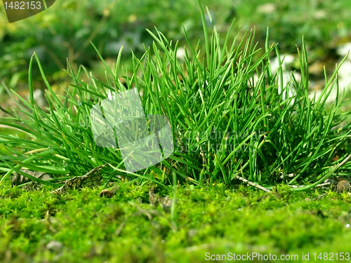 Image of green grass 