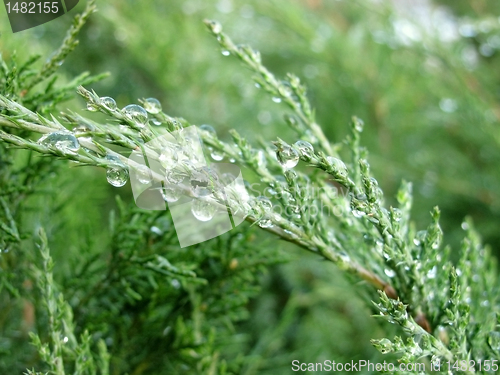 Image of drops of rain