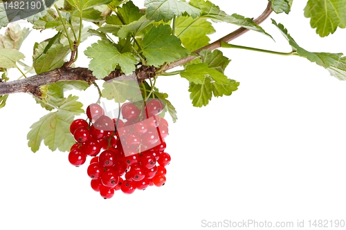 Image of Red currant branch