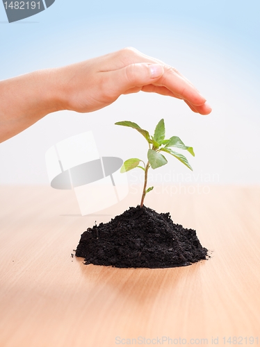 Image of Kid's hand over plant