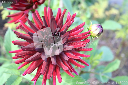 Image of Beautiful red dahlia