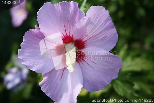 Image of Beautiful lightblue hibiscus