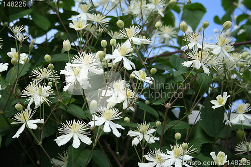 Image of White clematis