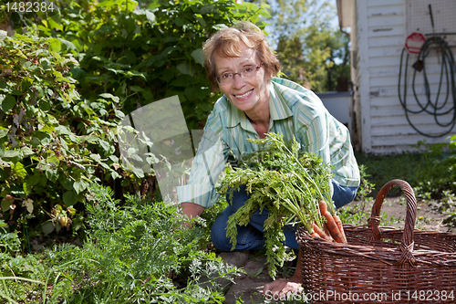 Image of Senior woman harvesting carrots