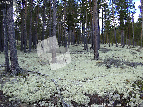 Image of moss-grown
