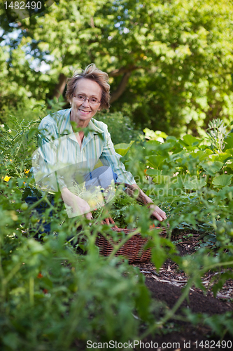 Image of Senior Woman in Garden