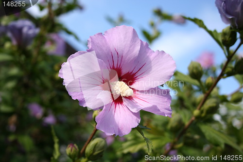 Image of Wonderful hibiscus