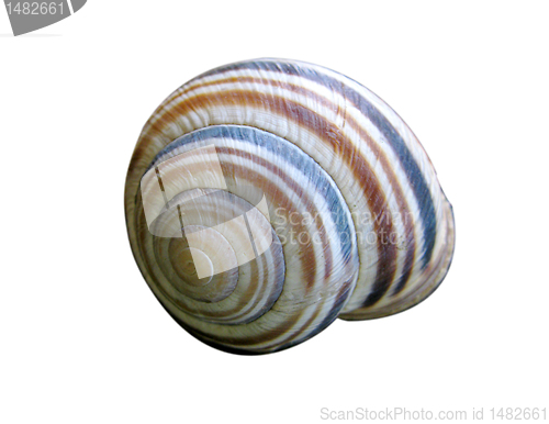 Image of shell of snail