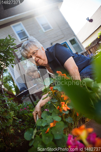 Image of Senior women gardening