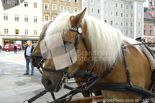 Image of horse