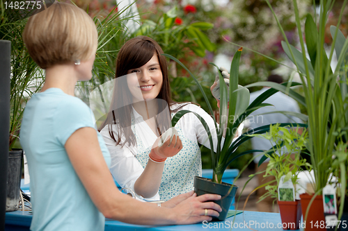 Image of Worker and Customer in Greenhouse