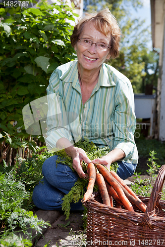 Image of Woman harvesting carrots