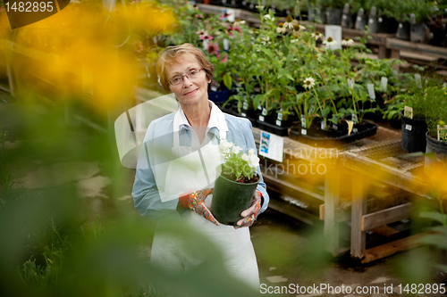 Image of Senior Worker in Garden Center