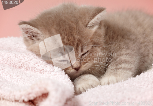 Image of sleeping kitten