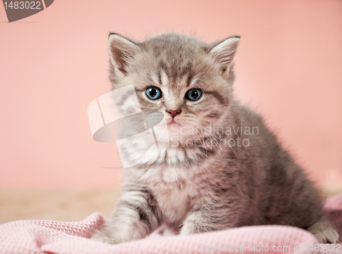 Image of little kitten