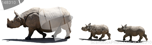 Image of Mother and babies rhino